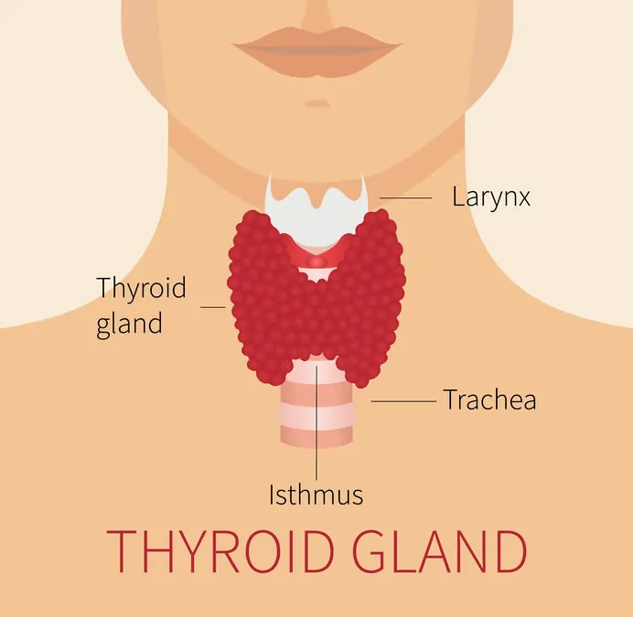 Thyroid ke Laxan: Hypothyroidism aur Hyperthyroidism ko Kaise Pehchaane - Complete Guide 2 Thyroid 1 692x675 1