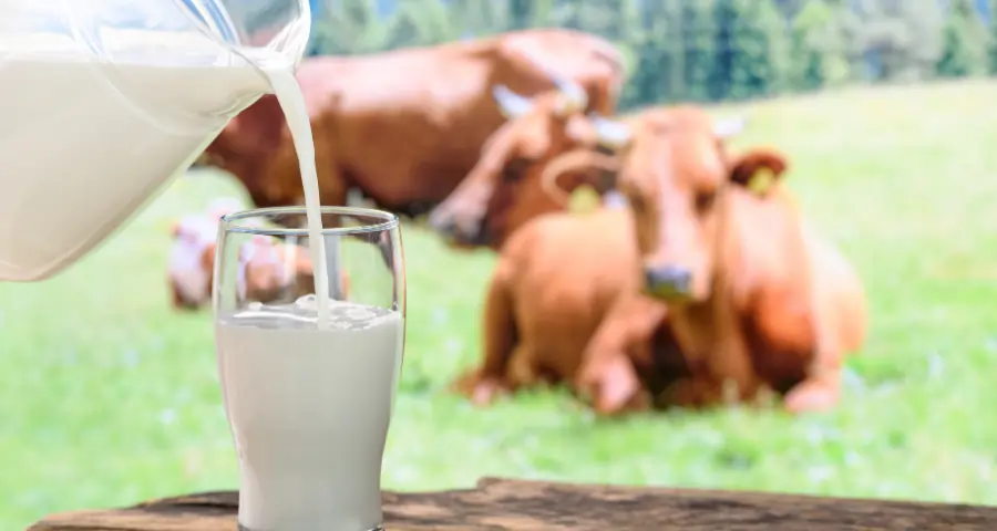 Milk for Weight Gain: When and How to Drink It for Maximum Results 3 Untitled design 30
