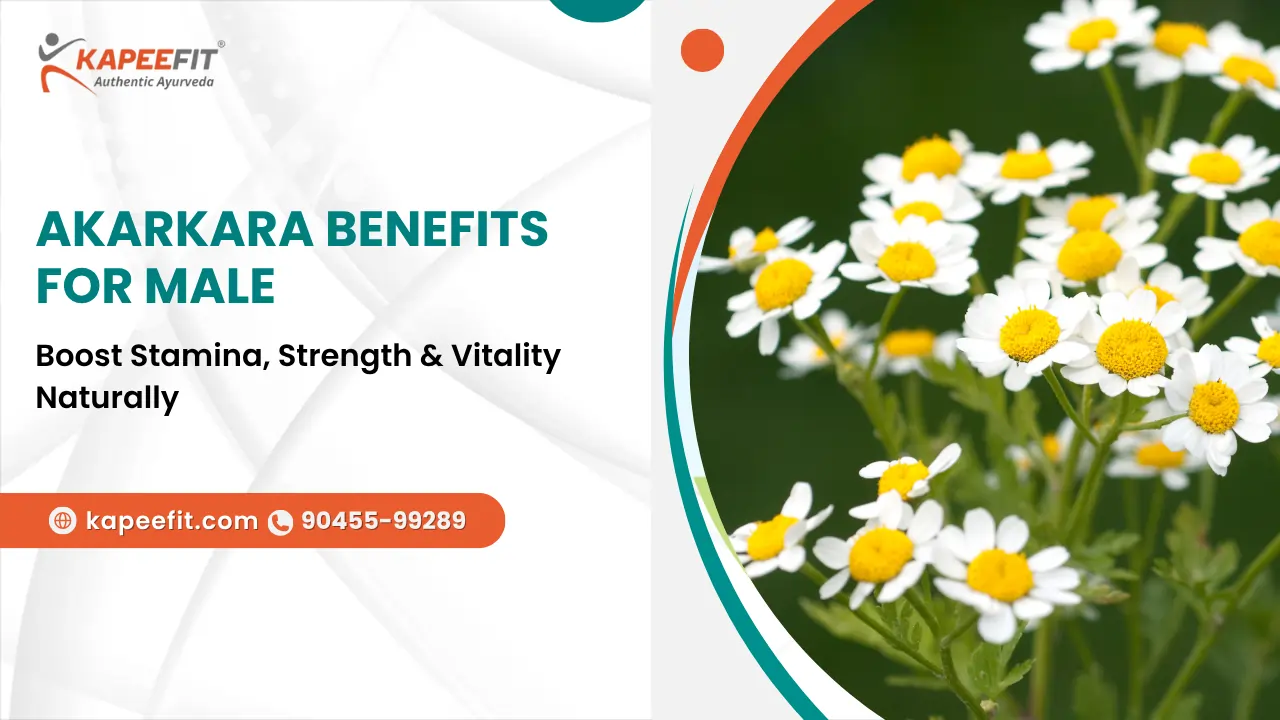 Akarkara Benefits for Male